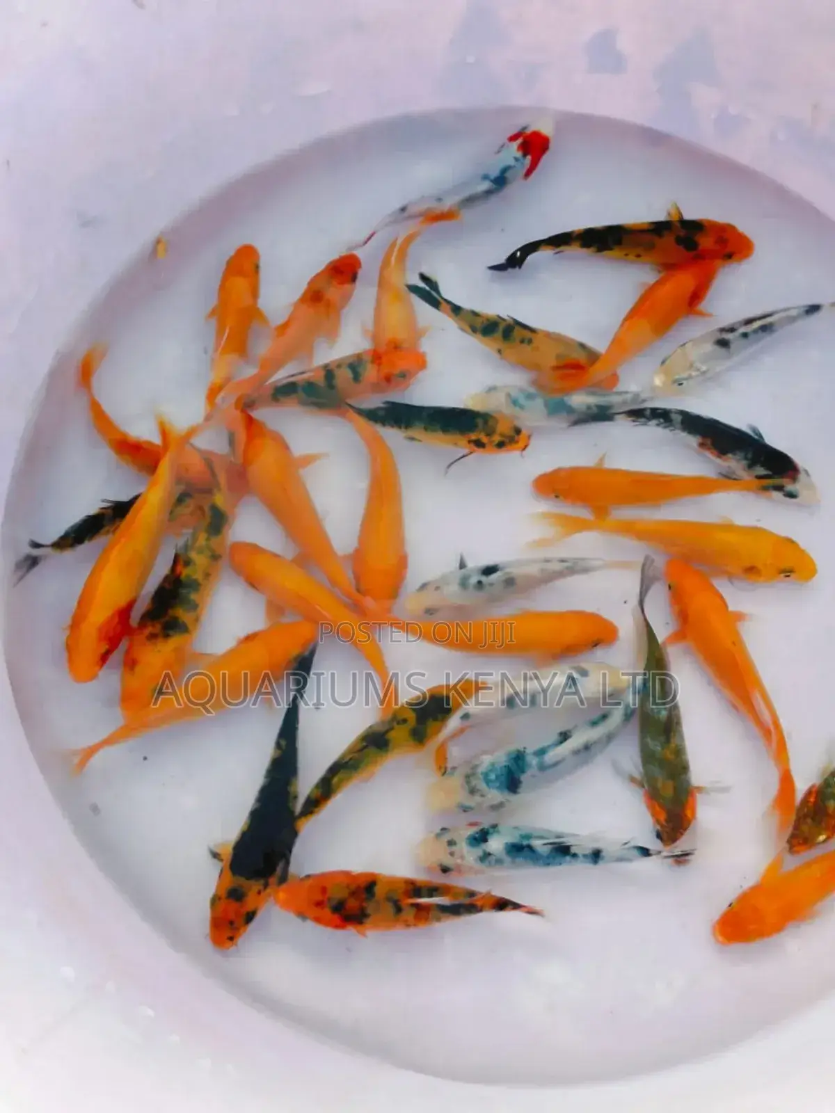 Majestic Koi Collection –Enhance Your Water Feature Per Inch