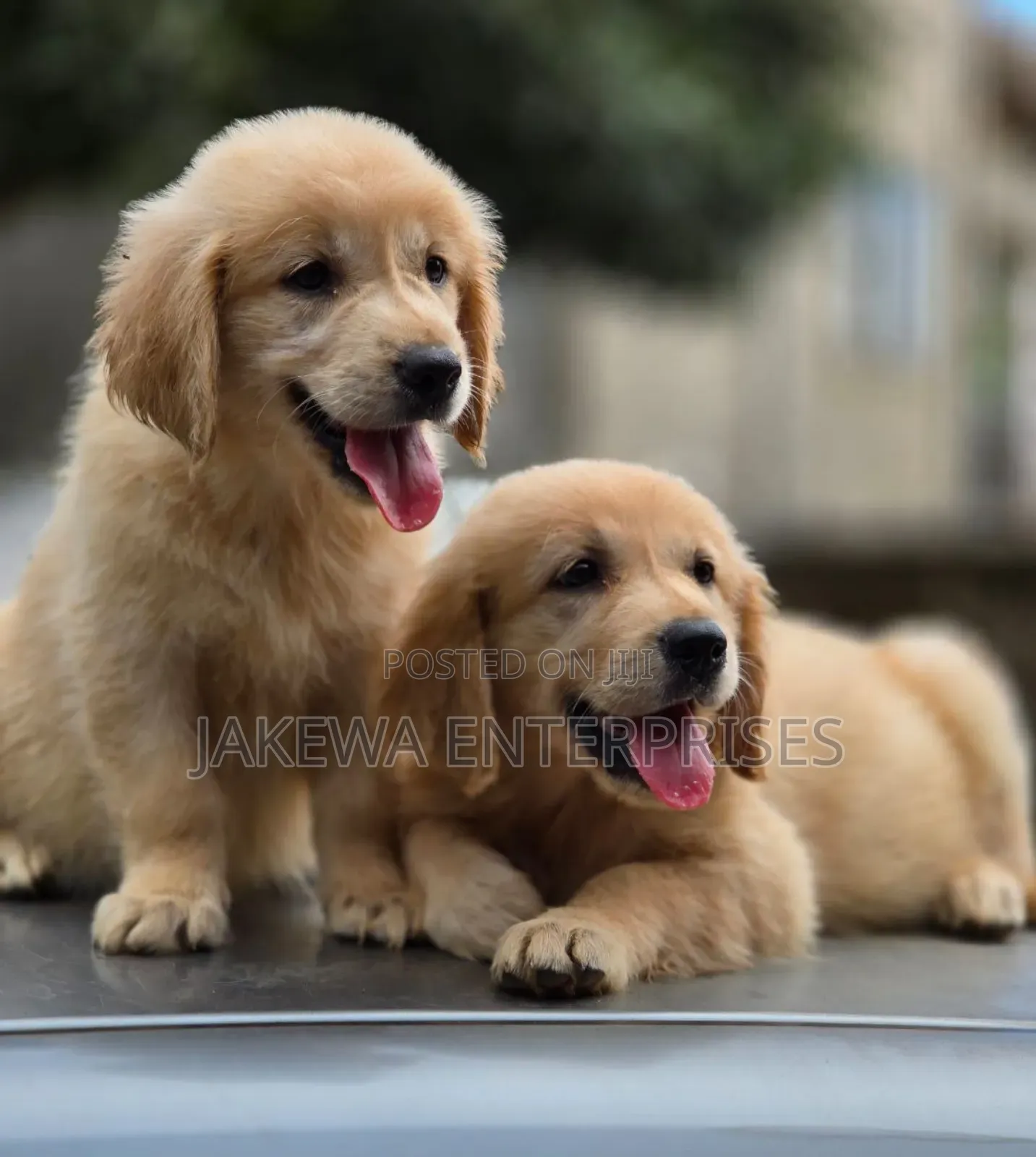 1-3 months Female Purebred Golden Retriever