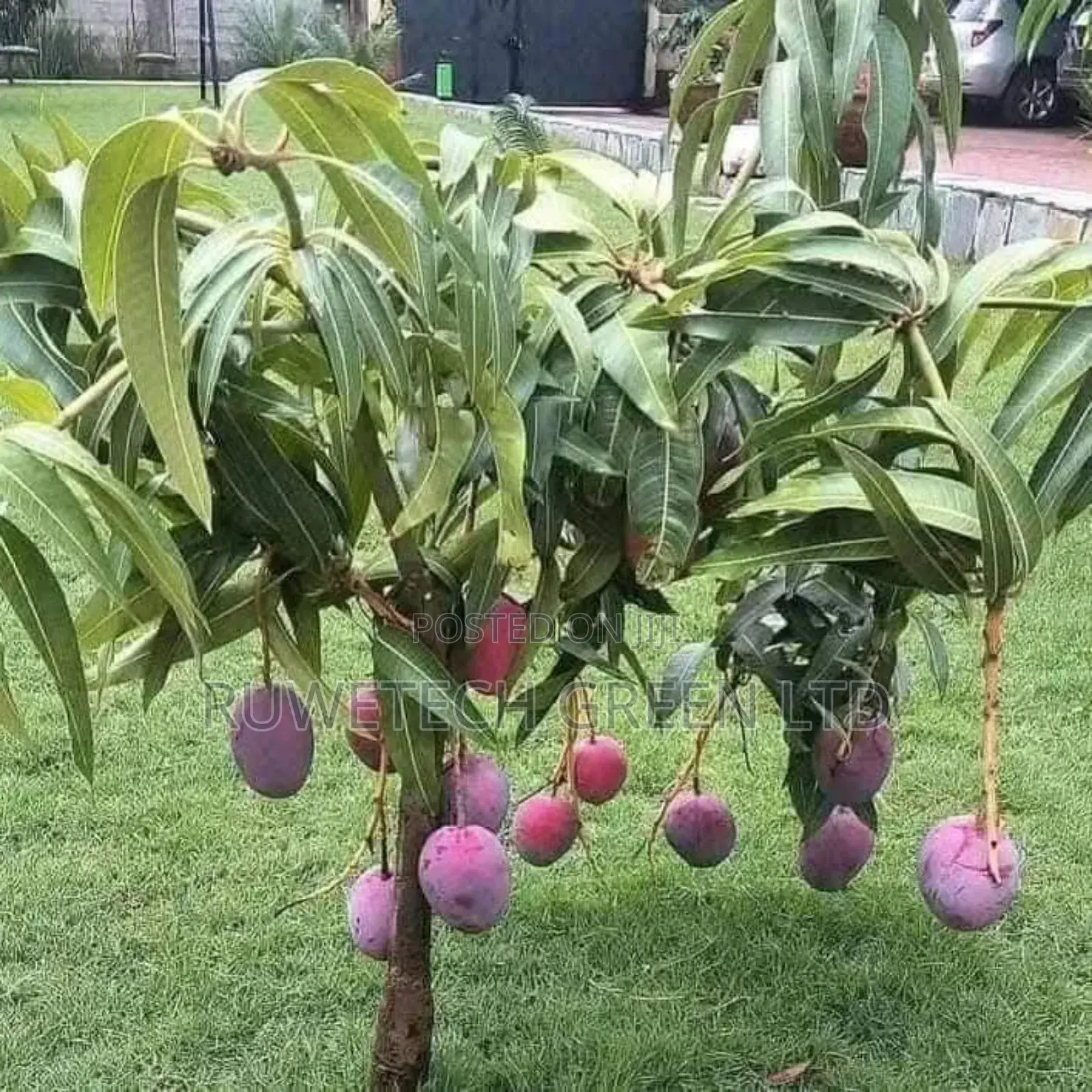 Dwarf Tommy Mangoes