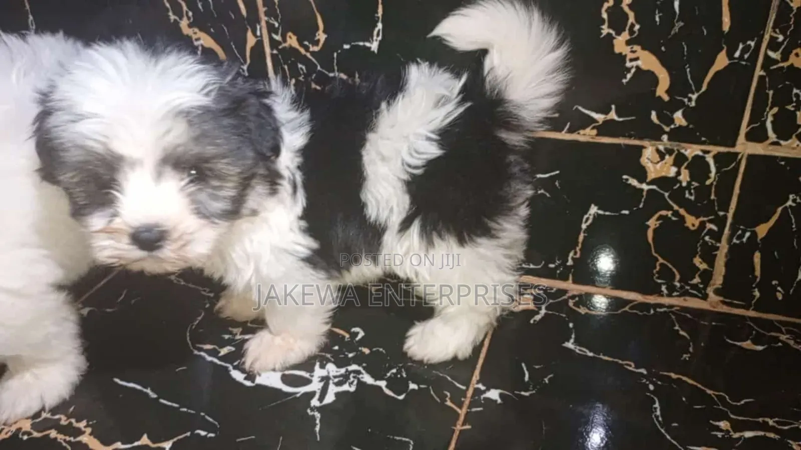1-3 months Female Purebred Havanese
