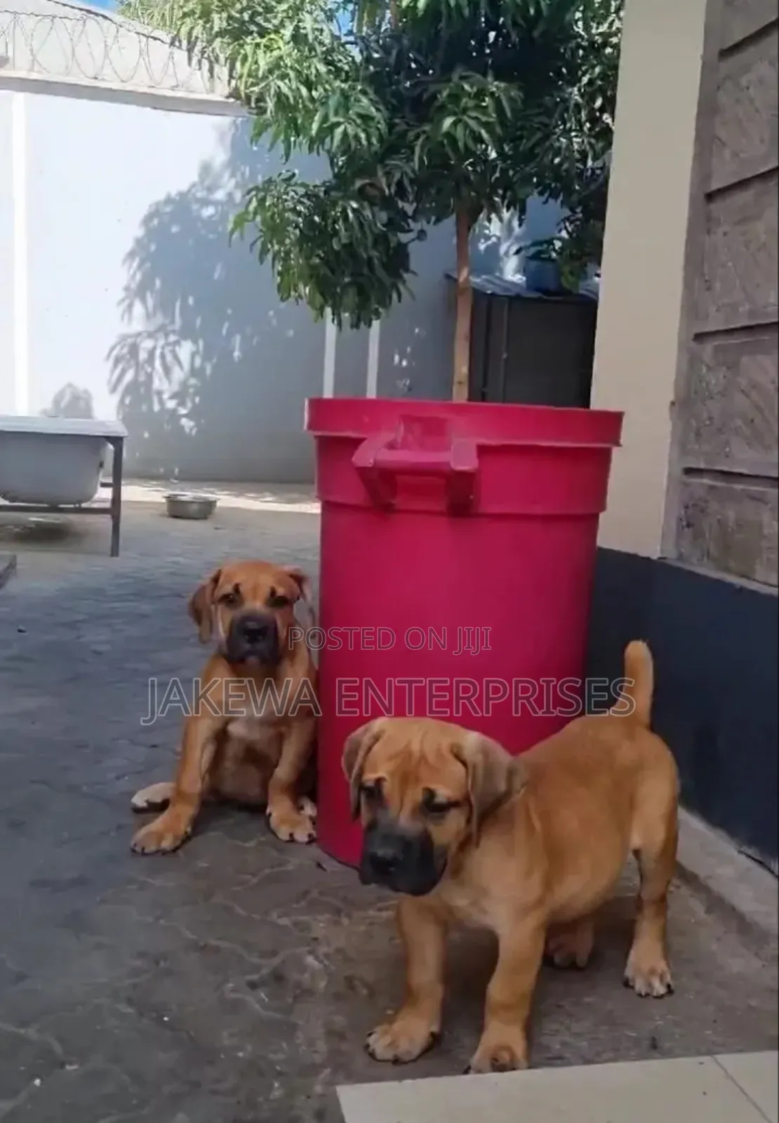 1-3 months Male Purebred Boerboel