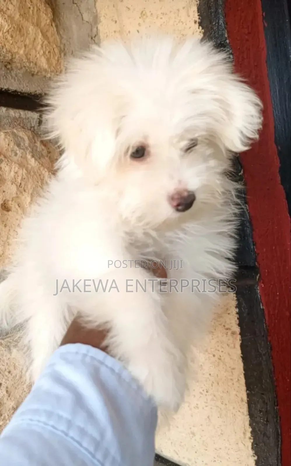 1-3 months Male Purebred Havanese