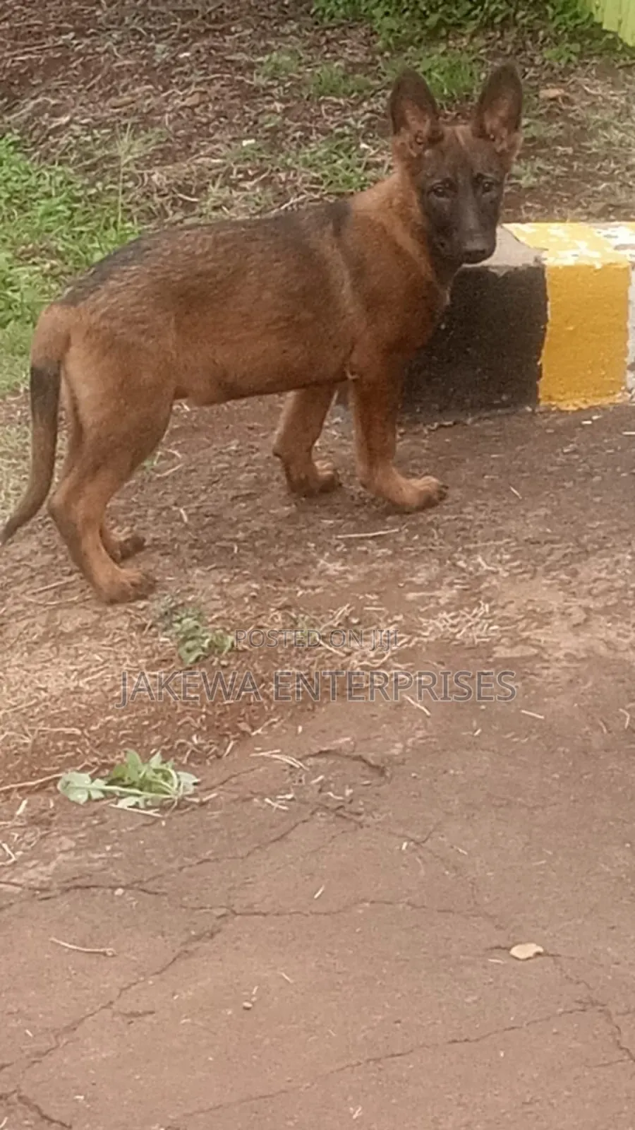 1-3 months Male Purebred Belgian Malinois