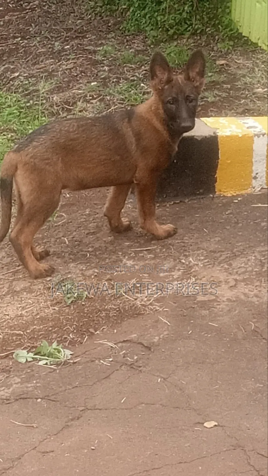 1-3 months Male Purebred Belgian Malinois