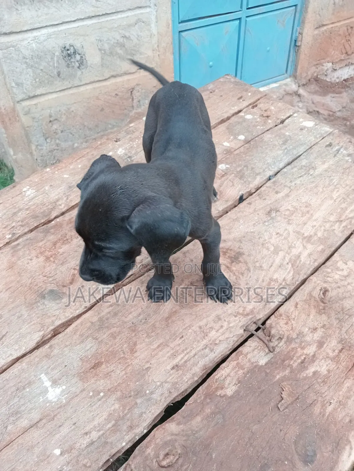 1-3 months Male Purebred Great Dane