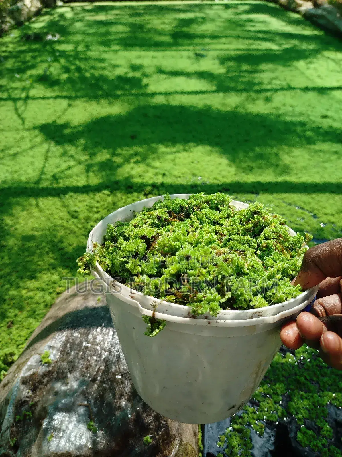 Best Azolla Seedlings in Kenya - 2000 Ml