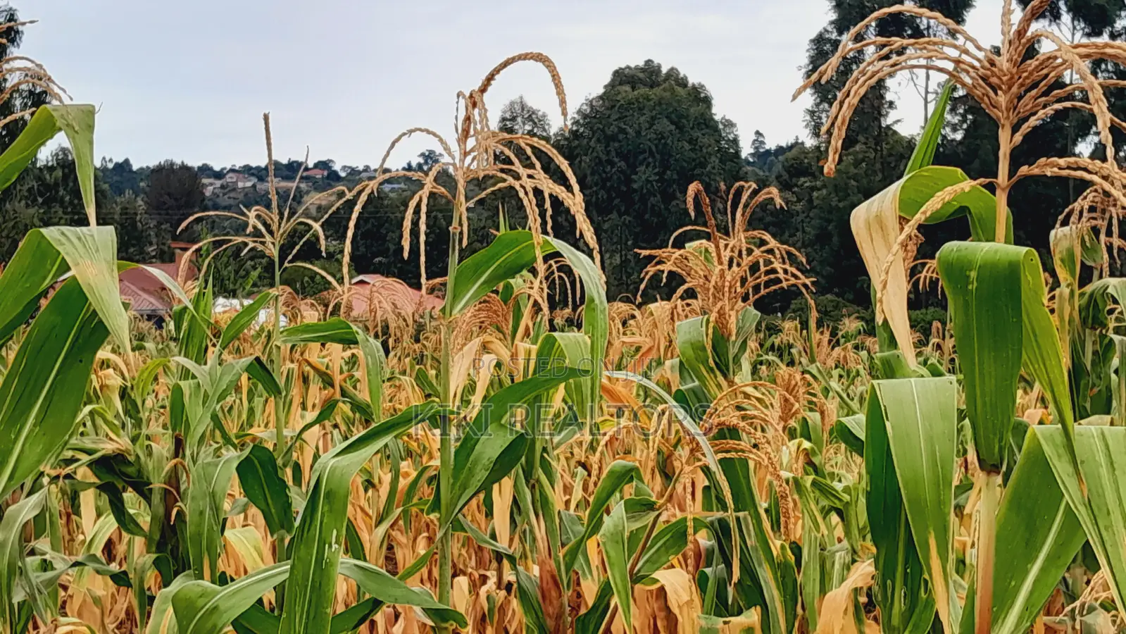 Kikuyu Kerwa Prime and Affordable Plots