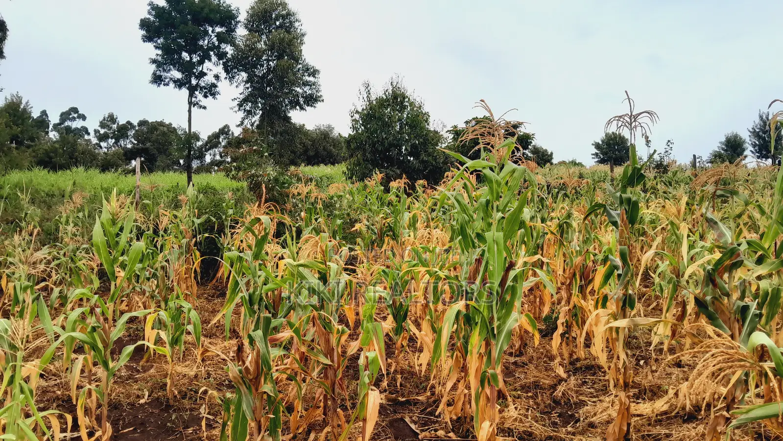 Kikuyu Kerwa Prime and Affordable Plots