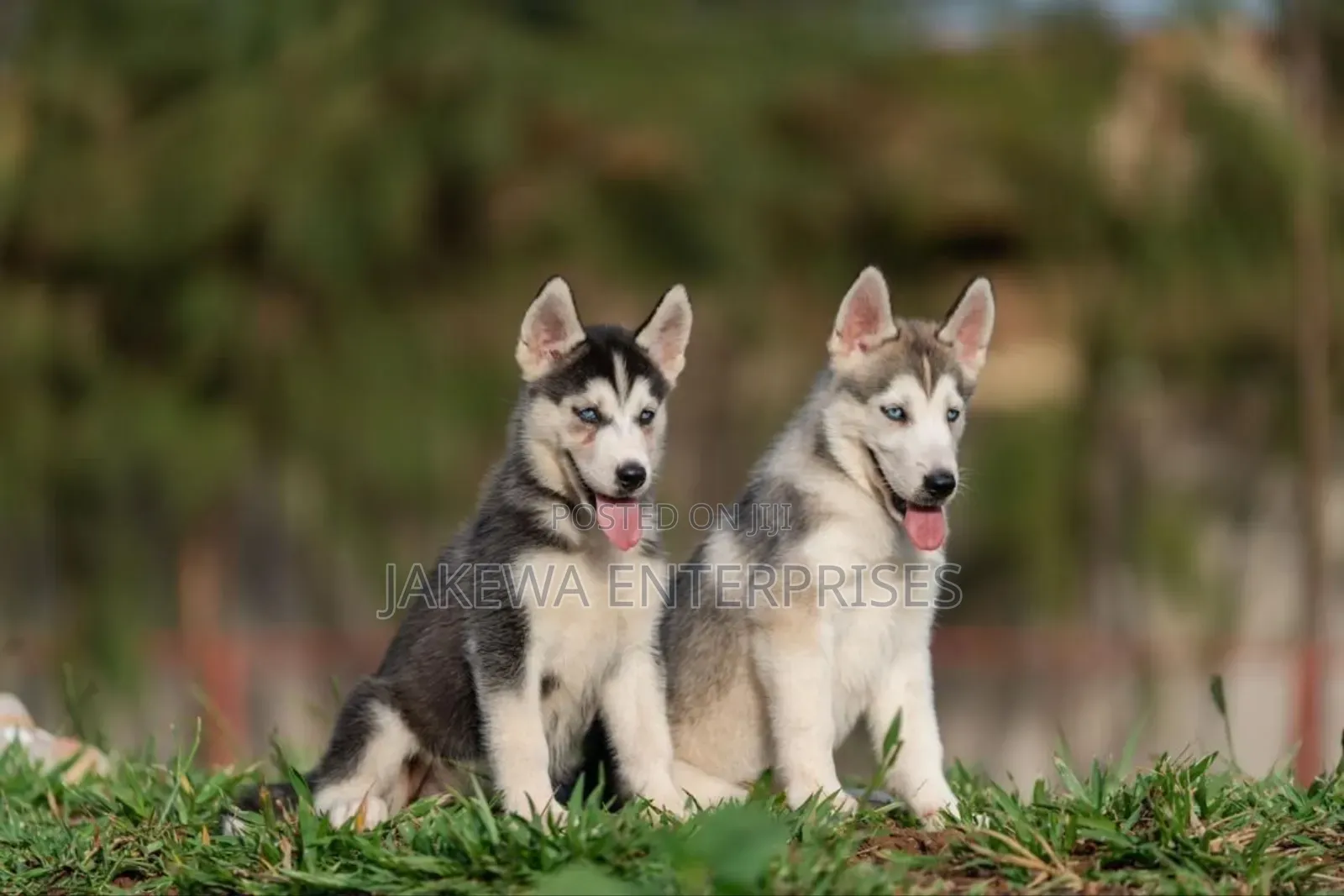 1-3 months Male Purebred Siberian Husky