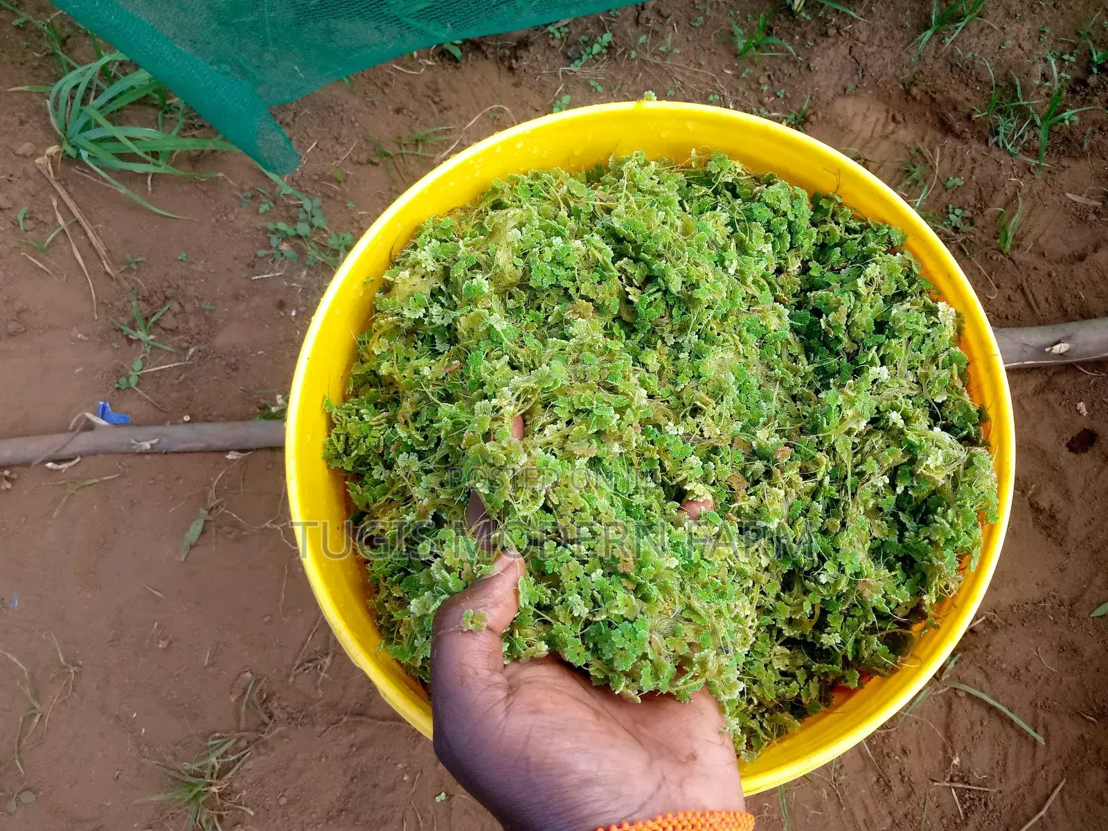 Azolla Starter Pack With a Free Guidance - 2000 Ml