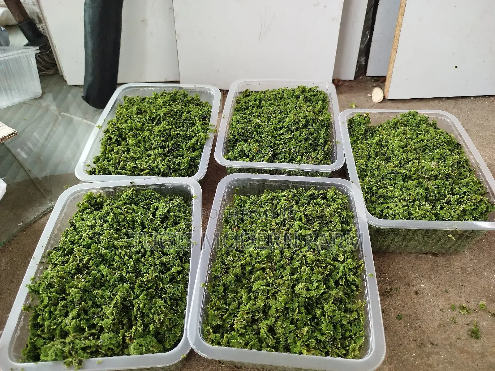 Best Azolla Seeds in Kenya - Location CBD Nairobi
