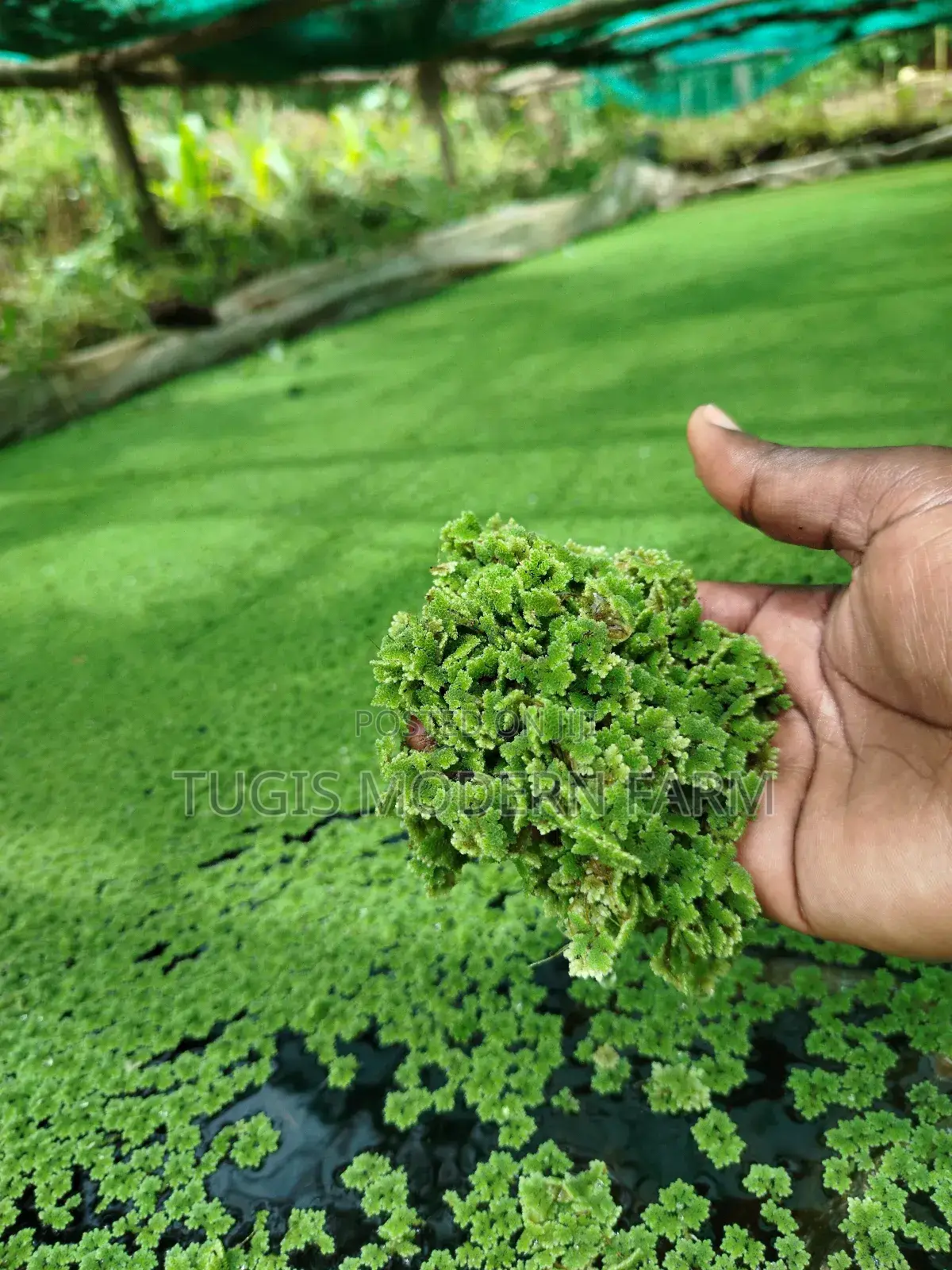 High Quality Azolla Seedling For Replanting