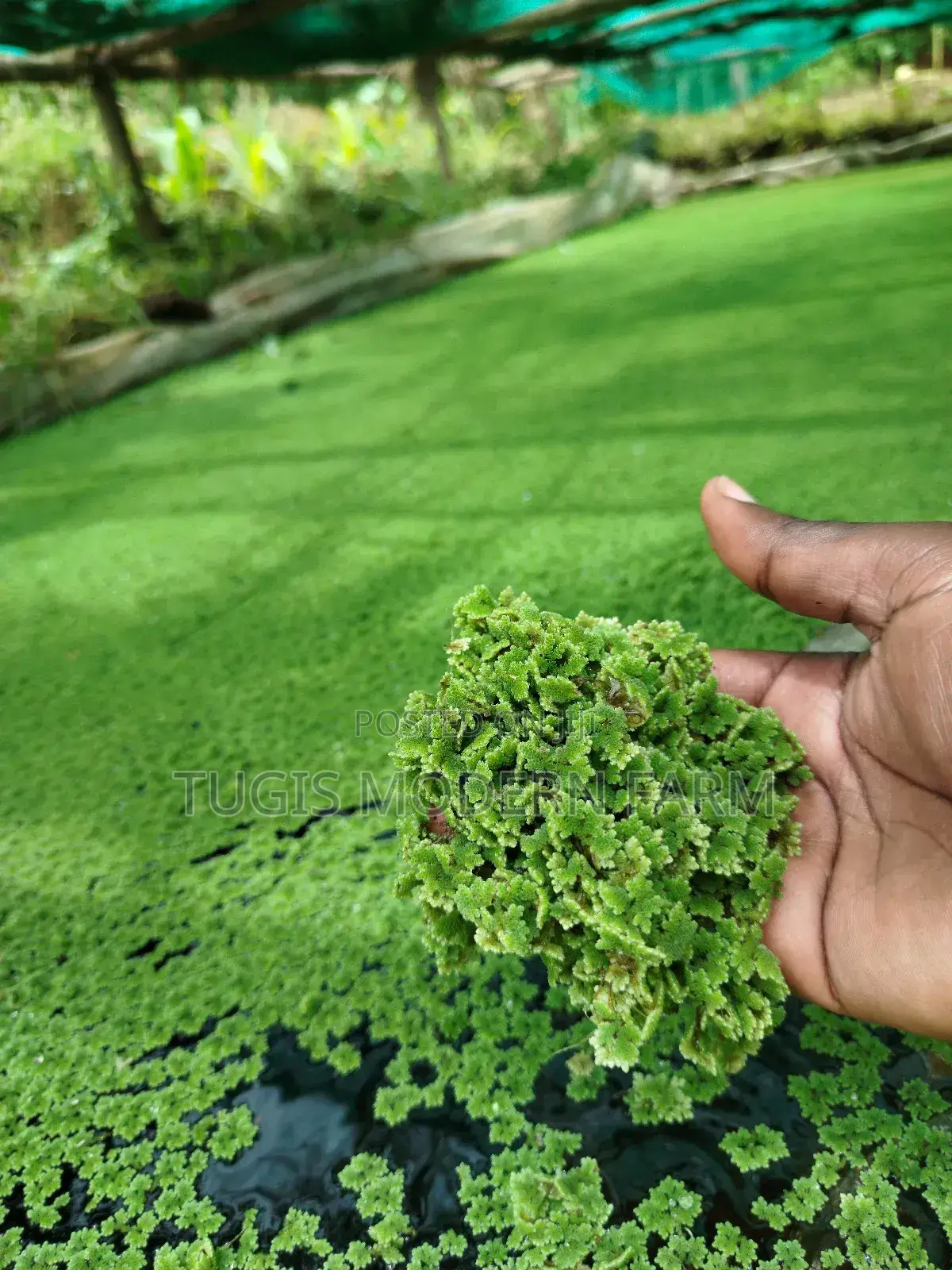 High Quality Azolla Seedling For Replanting