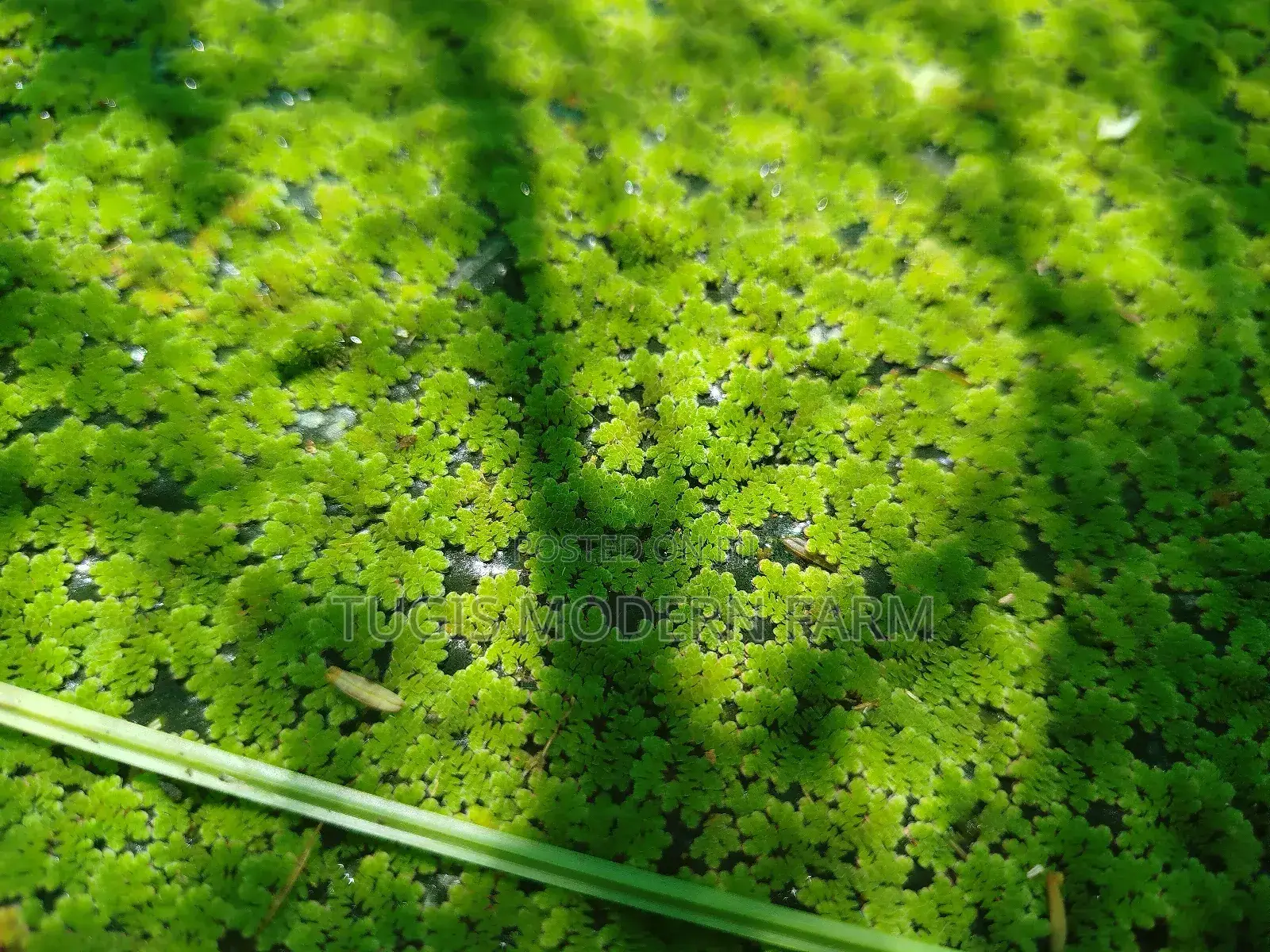 High Quality Azolla Seedling For Replanting