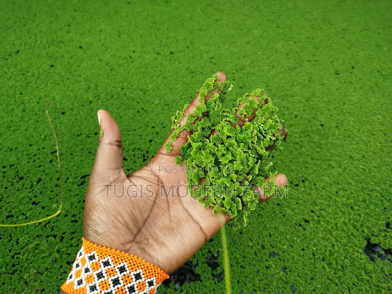 Azolla Seeds - 2000 Ml - Learn How to Grow Azolla From Us