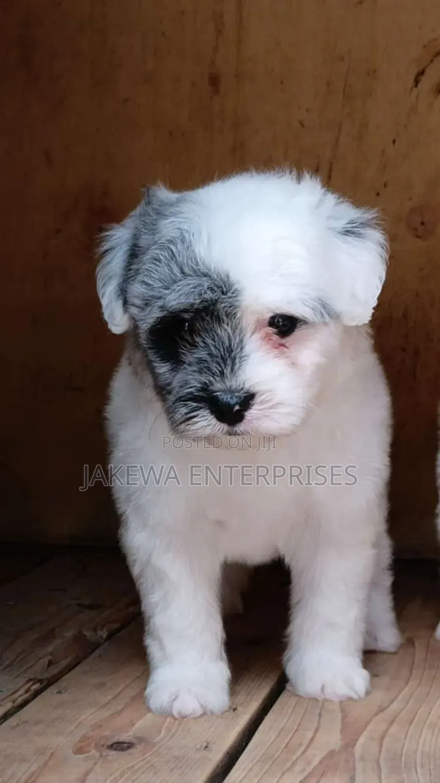 1-3 months Male Purebred Havanese