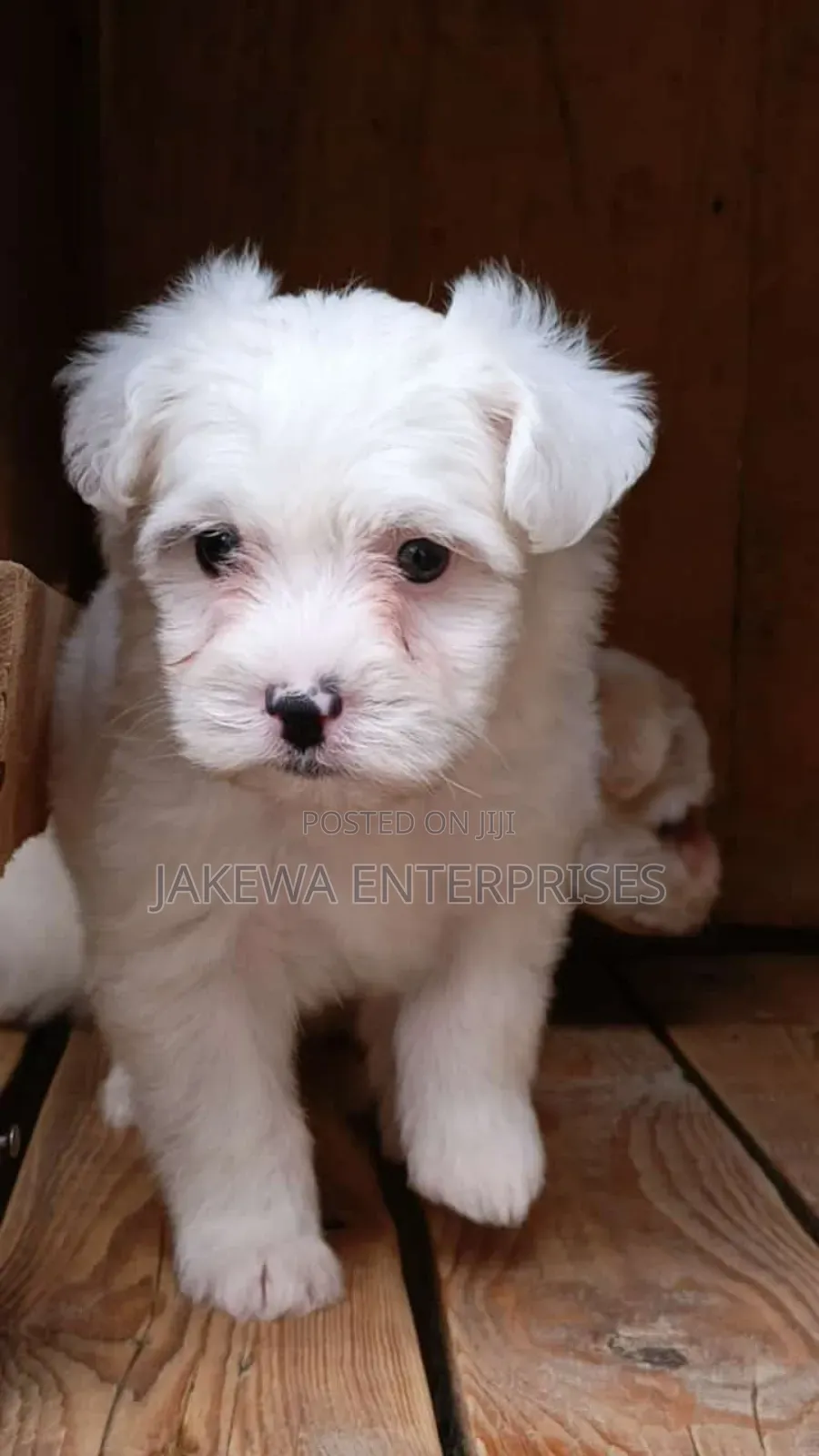 1-3 months Male Purebred Havanese
