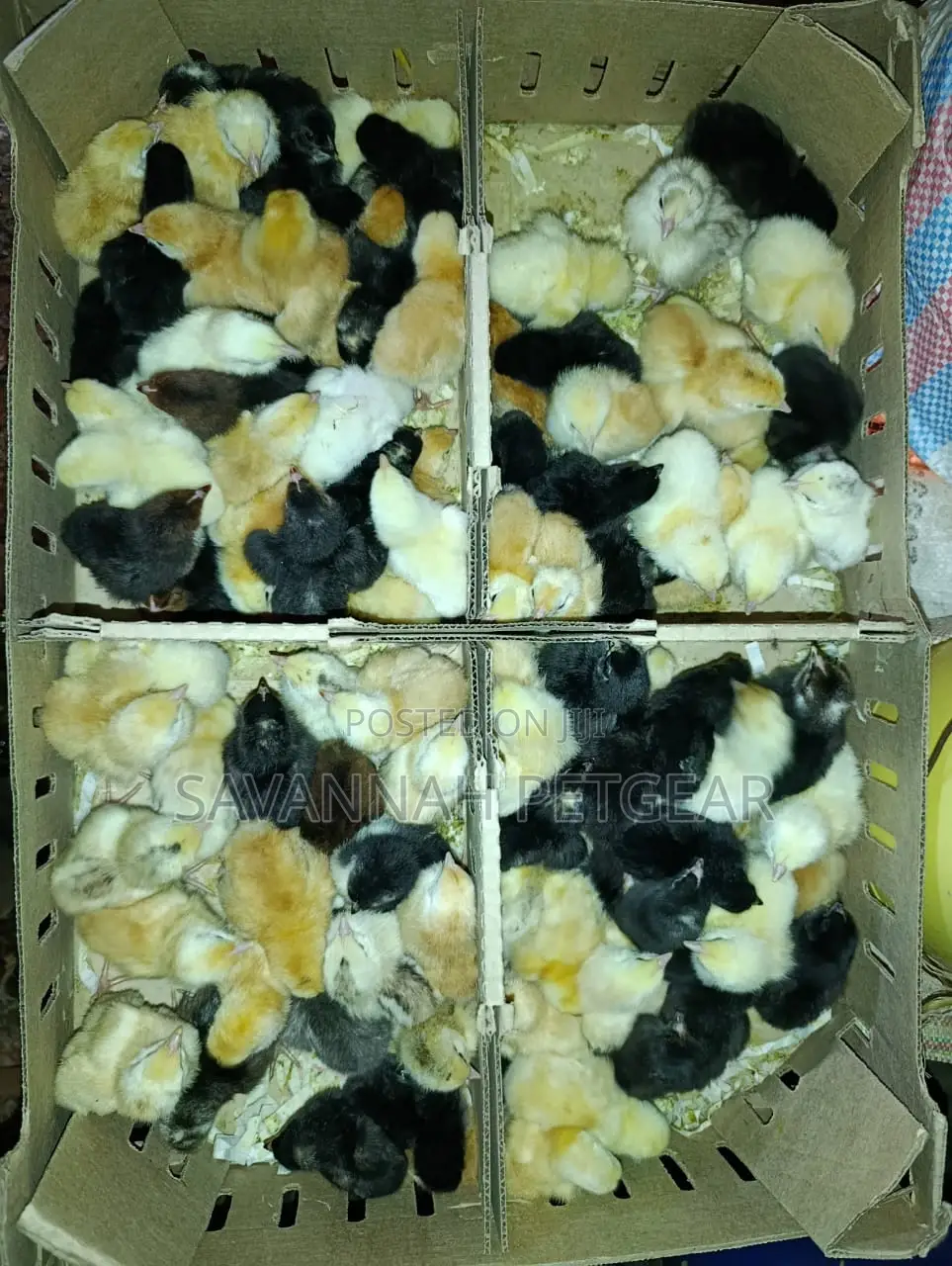 Day-Old-Chick Sasso Bird - 100 F1 Chicks
