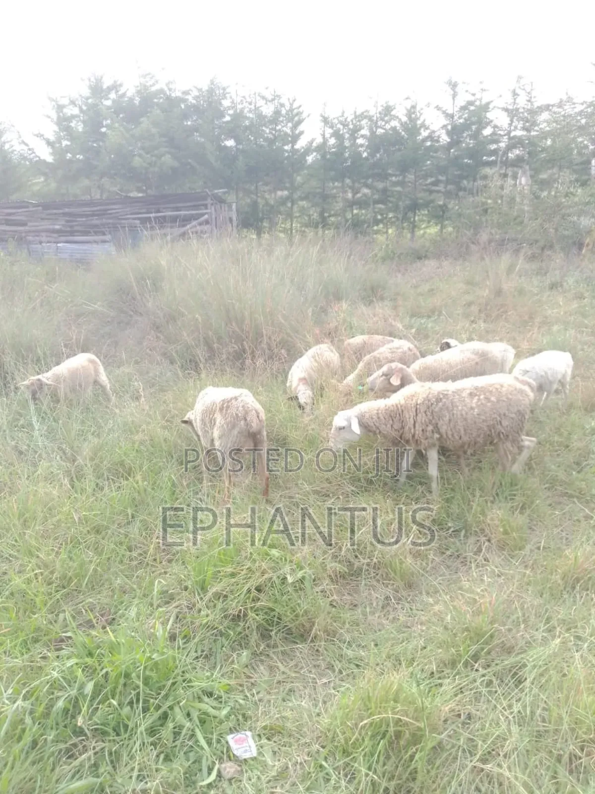 Land for Sale in Nyeri Munyu With a House
