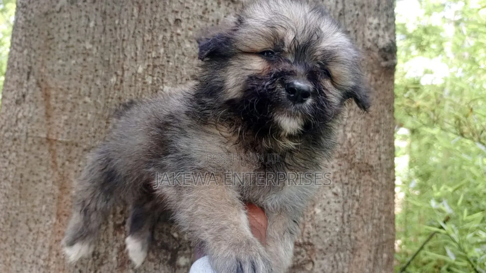 1-3 months Male Purebred Havanese