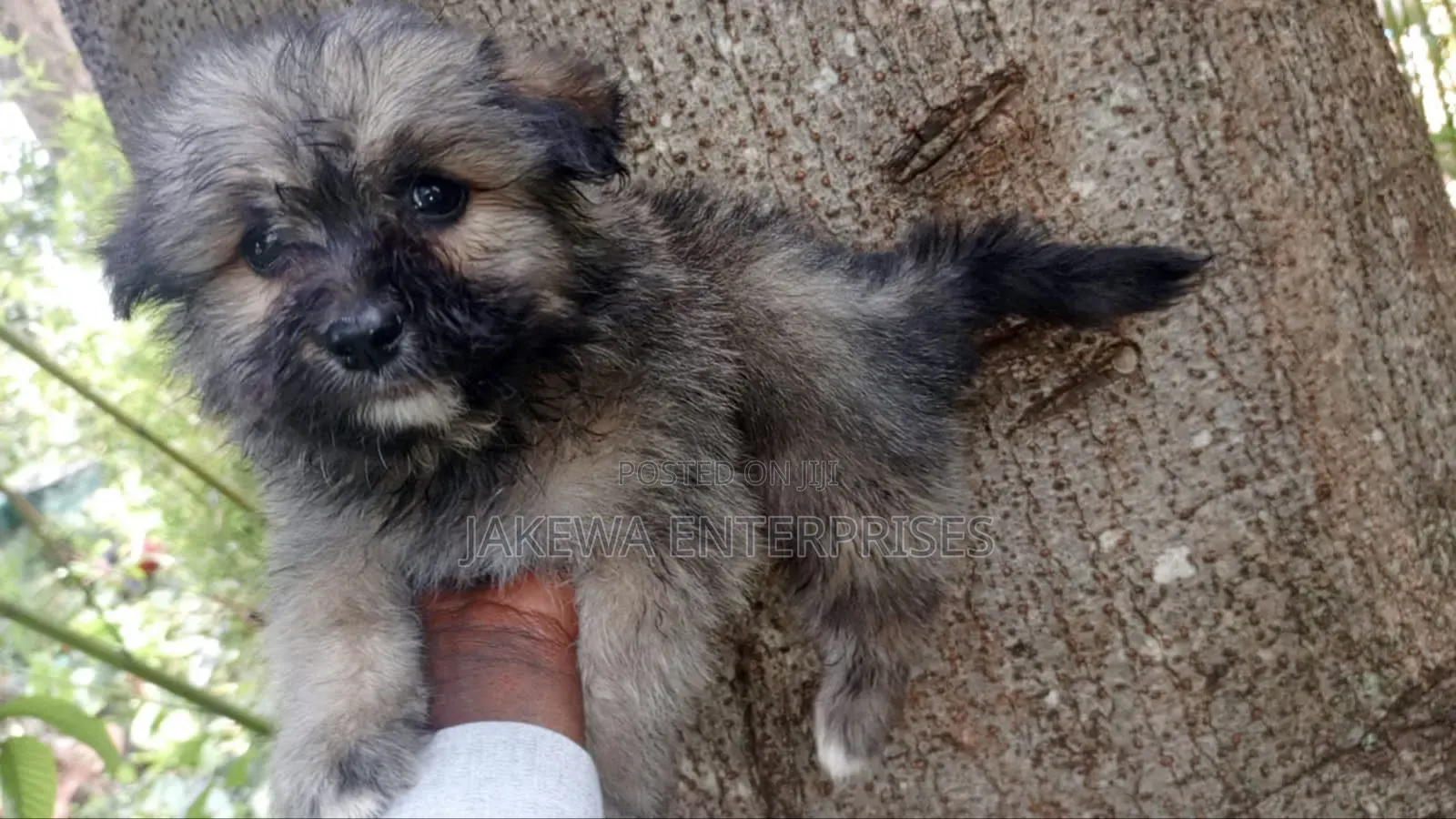 1-3 months Male Purebred Havanese