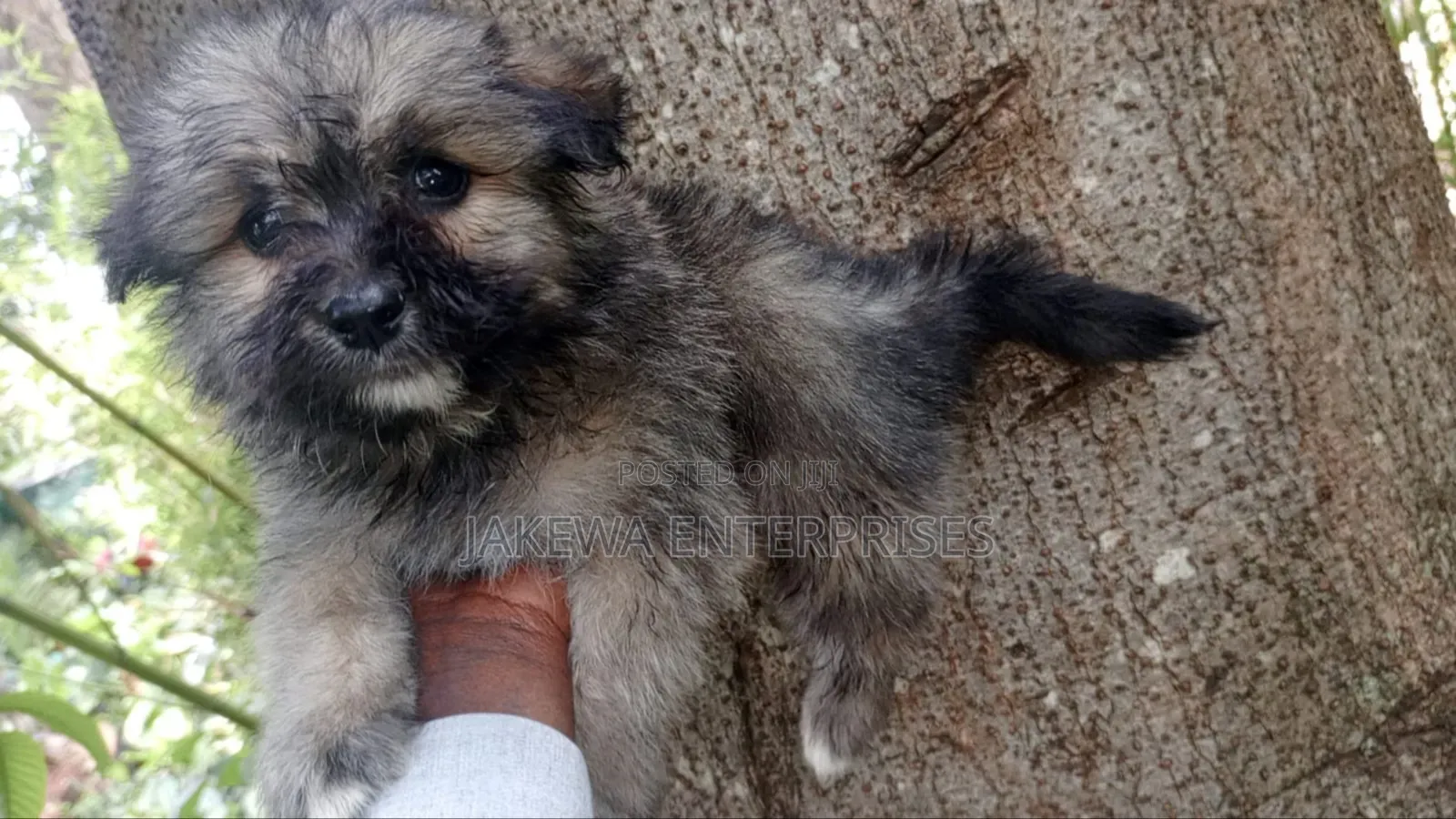 1-3 months Male Purebred Havanese