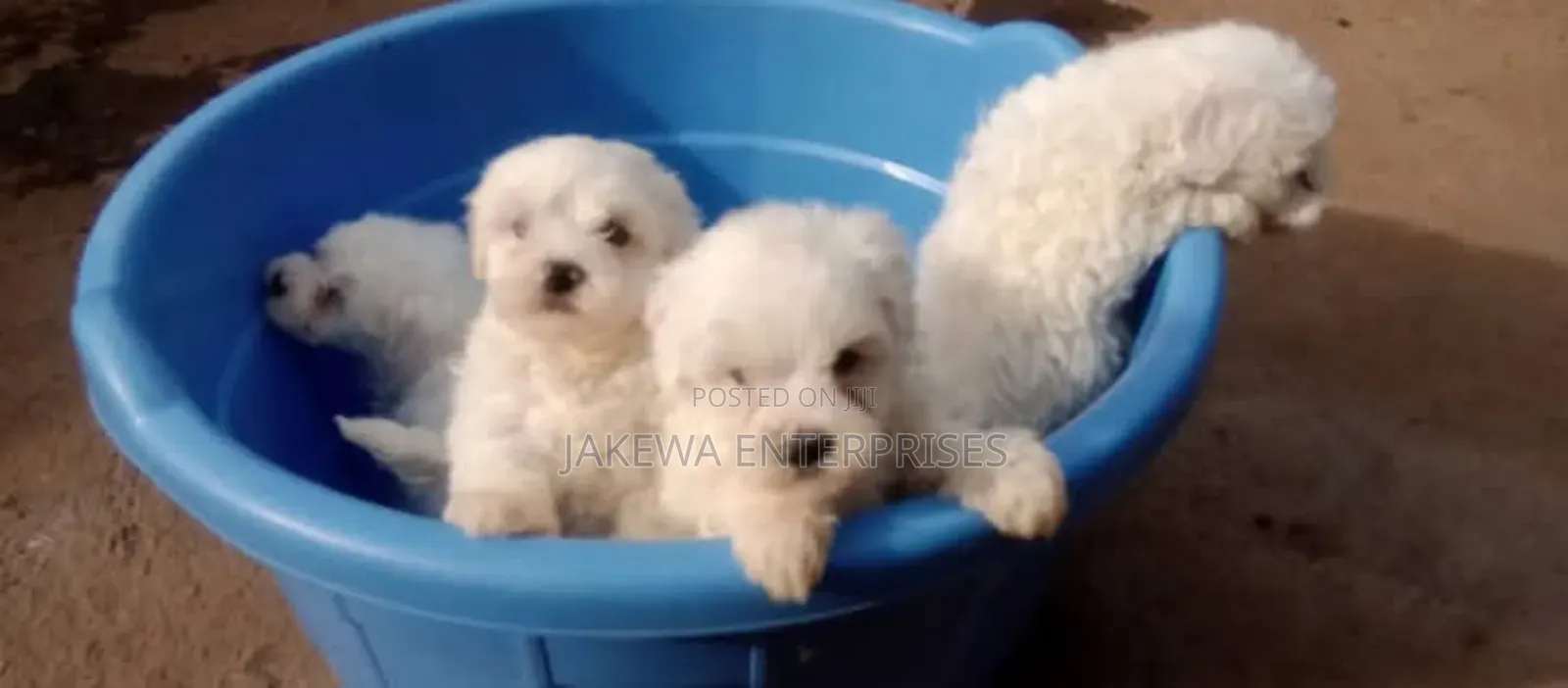 1-3 months Male Purebred Havanese