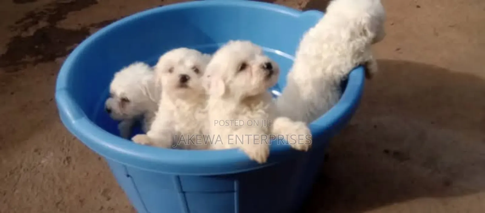 1-3 months Male Purebred Havanese