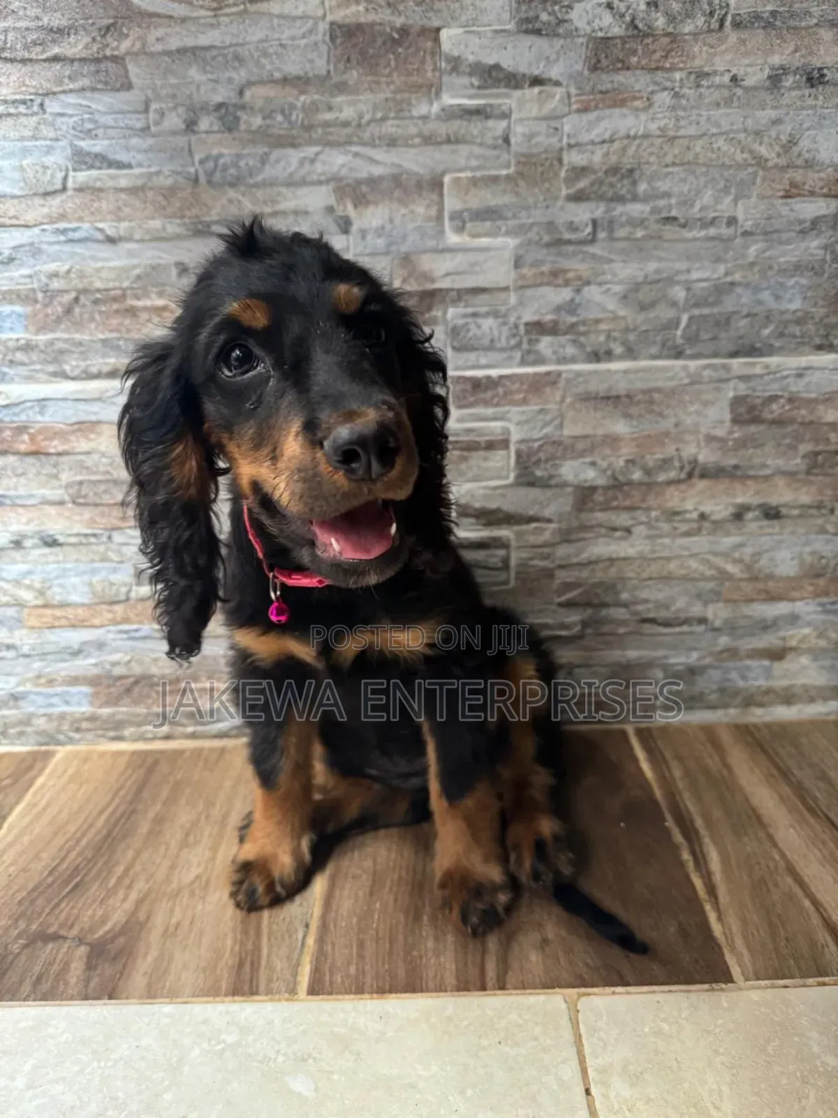 1-3 months Female Purebred Cocker Spaniel
