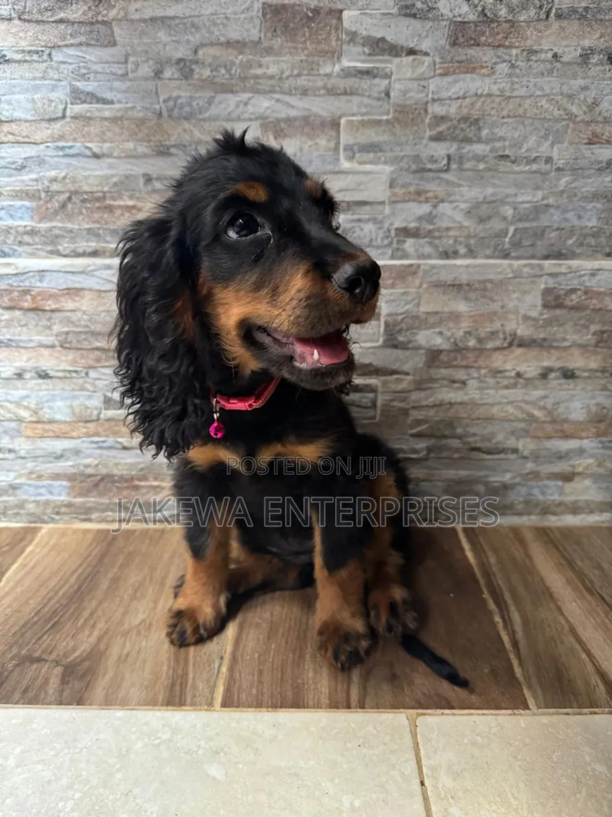 1-3 months Female Purebred Cocker Spaniel