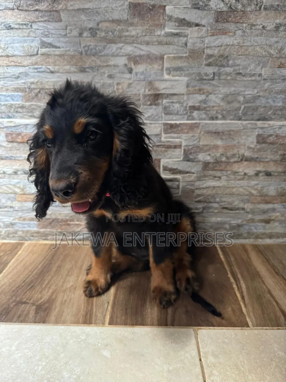 1-3 months Female Purebred Cocker Spaniel