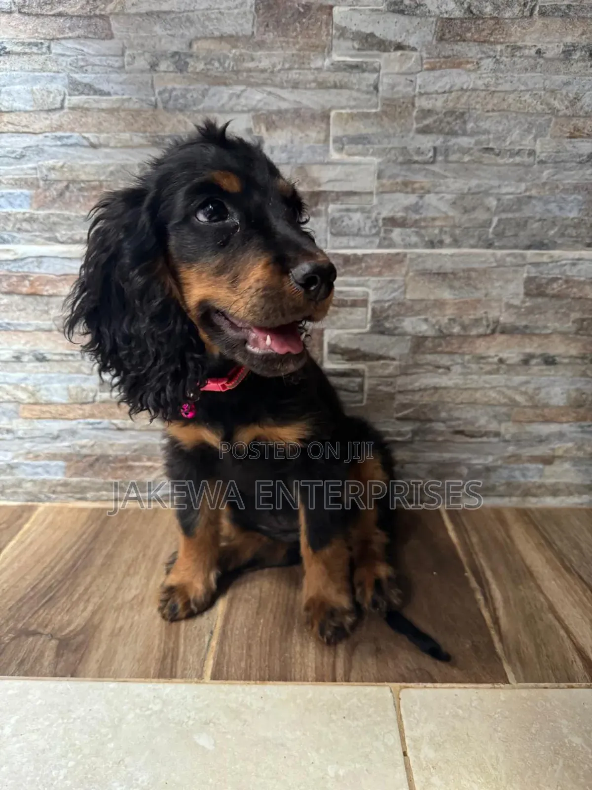 1-3 months Female Purebred Cocker Spaniel