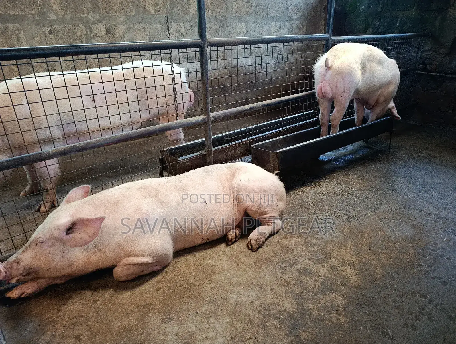 Boars 8 Months Old Pure Large White Land Race Crossbreed