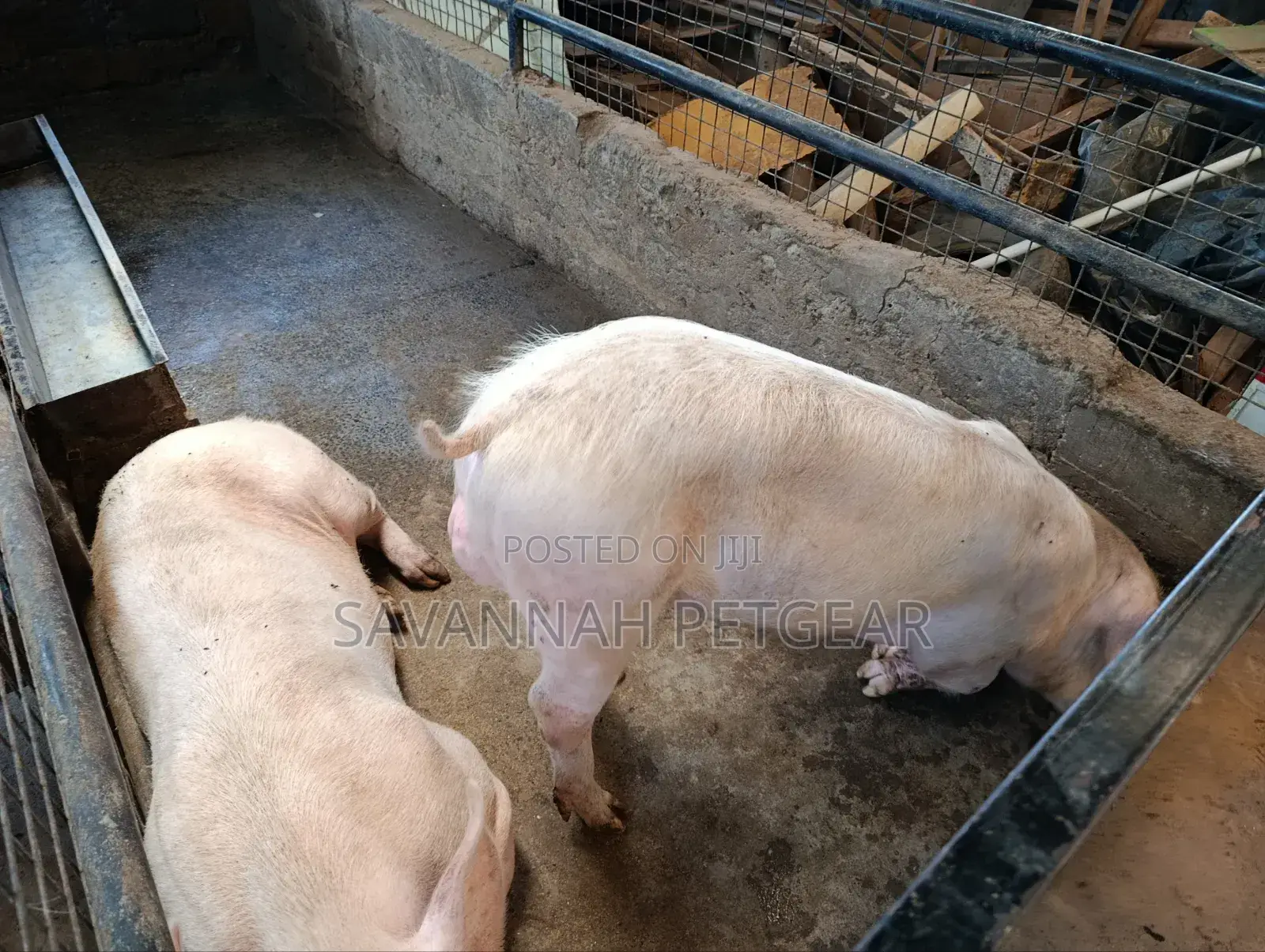 Boars 8 Months Old Pure Large White Land Race Crossbreed