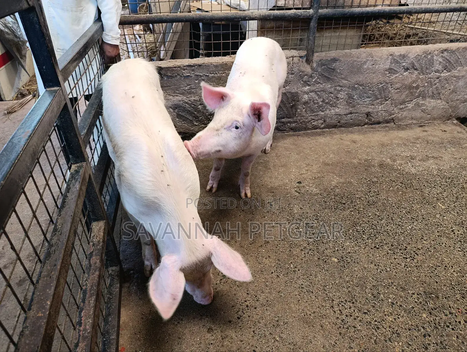 Boars 8 Months Old Pure Large White Land Race Crossbreed