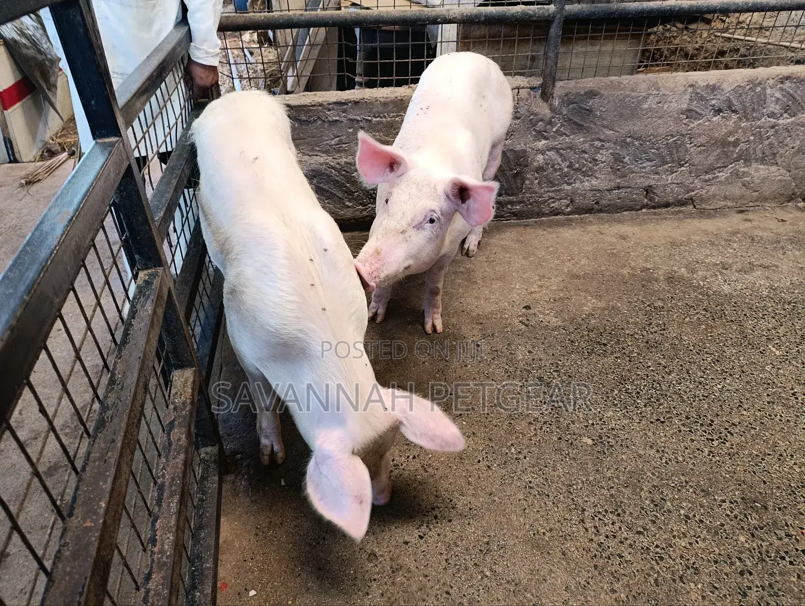 Boars 8 Months Old Pure Large White Land Race Crossbreed