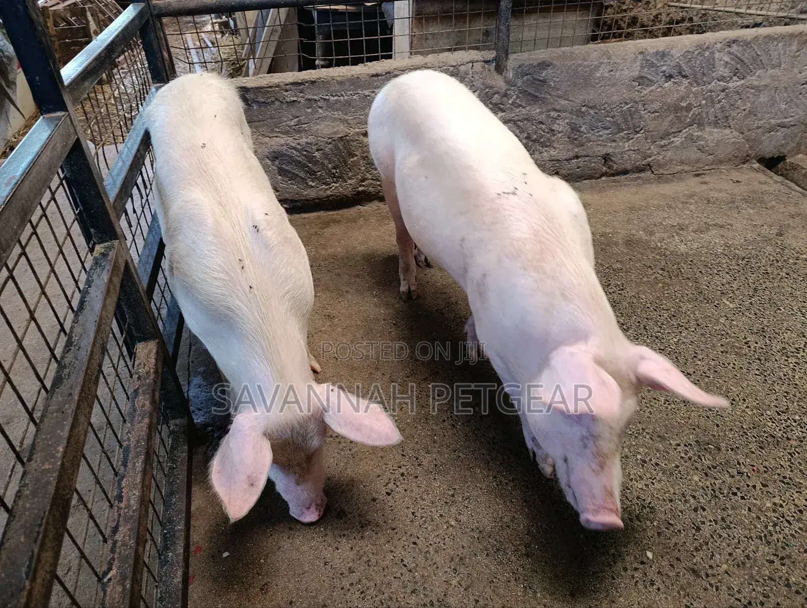 Gilts Crossbreed of Large White Land Race 6 Months Old