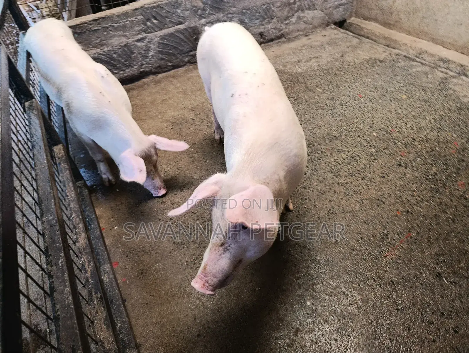 Gilts Crossbreed of Large White Land Race 6 Months Old