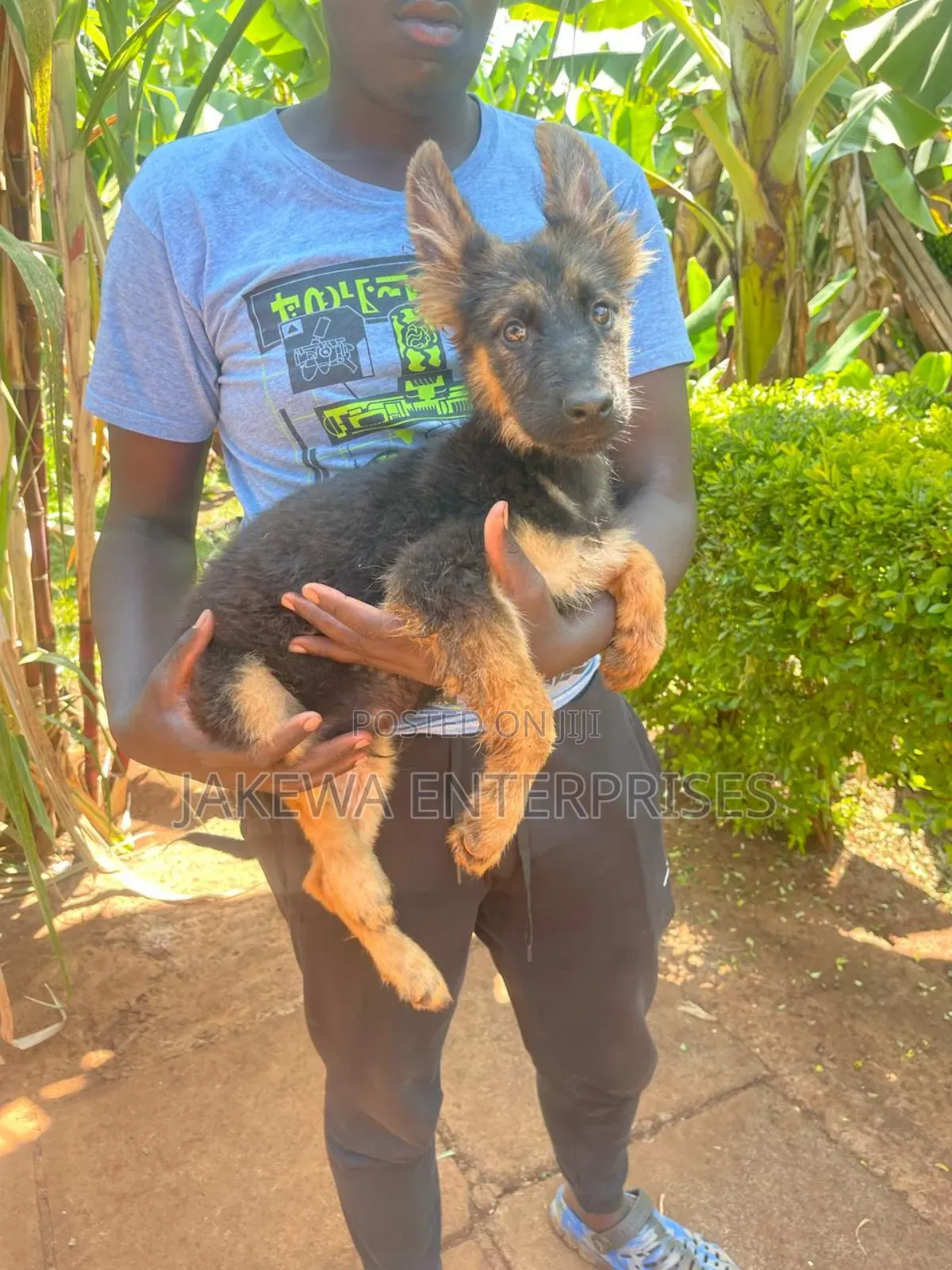 1-3 months Male Purebred Golden Retriever