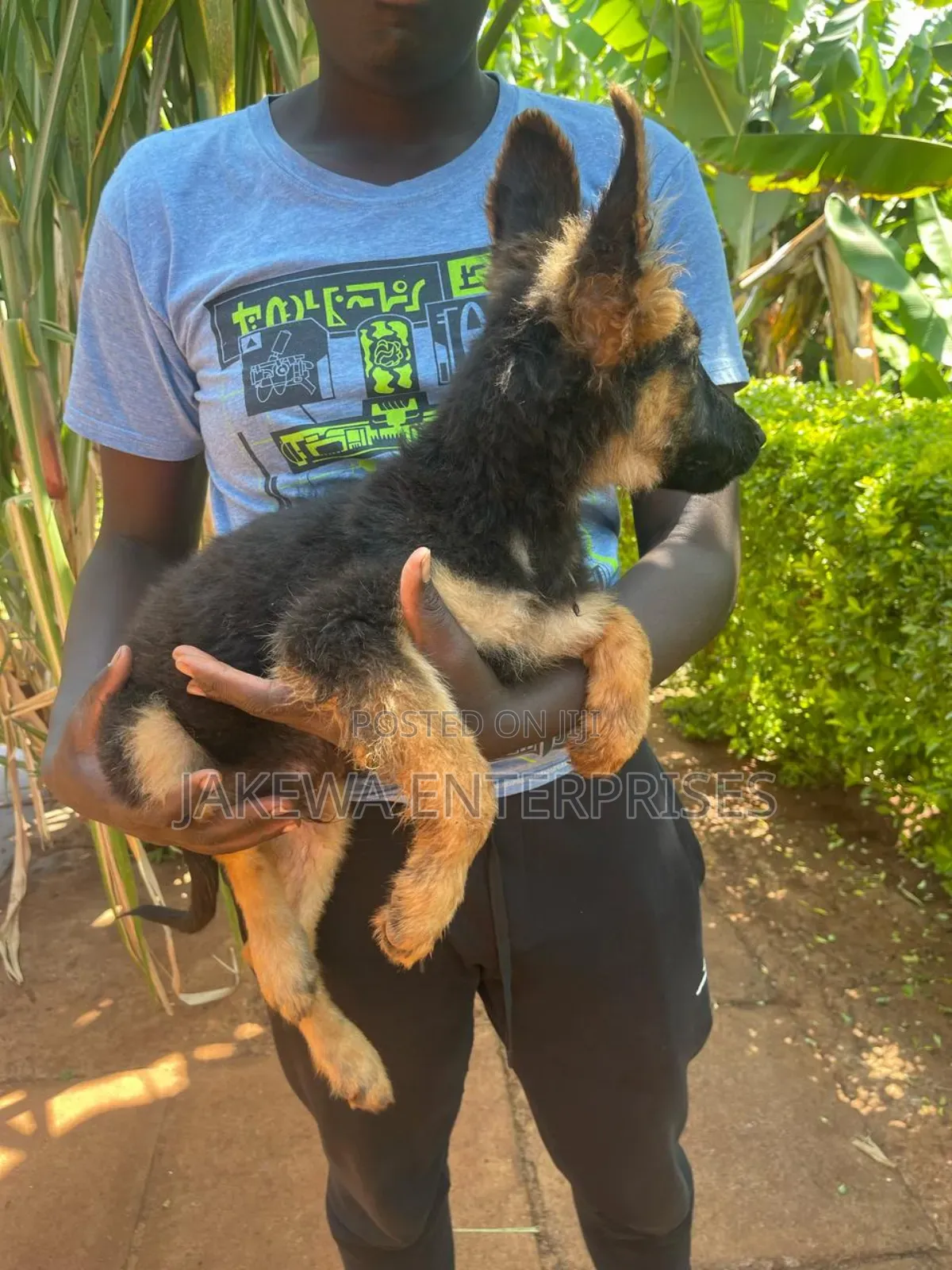 1-3 months Male Purebred Golden Retriever