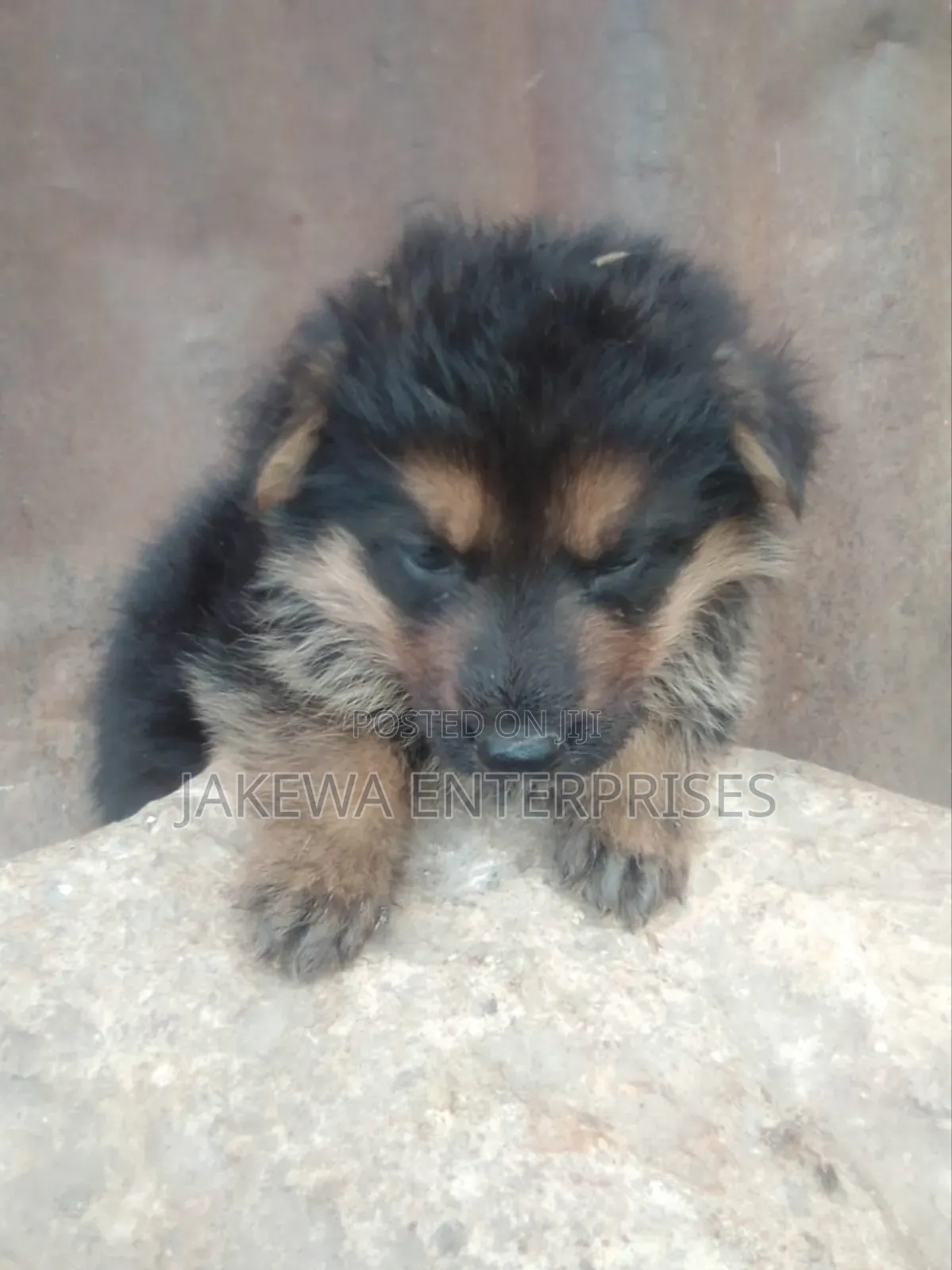 1-3 months Female Purebred German Shepherd