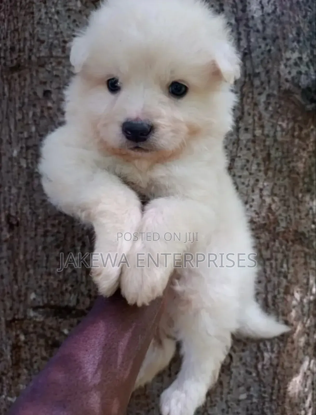 1-3 months Female Purebred Havanese