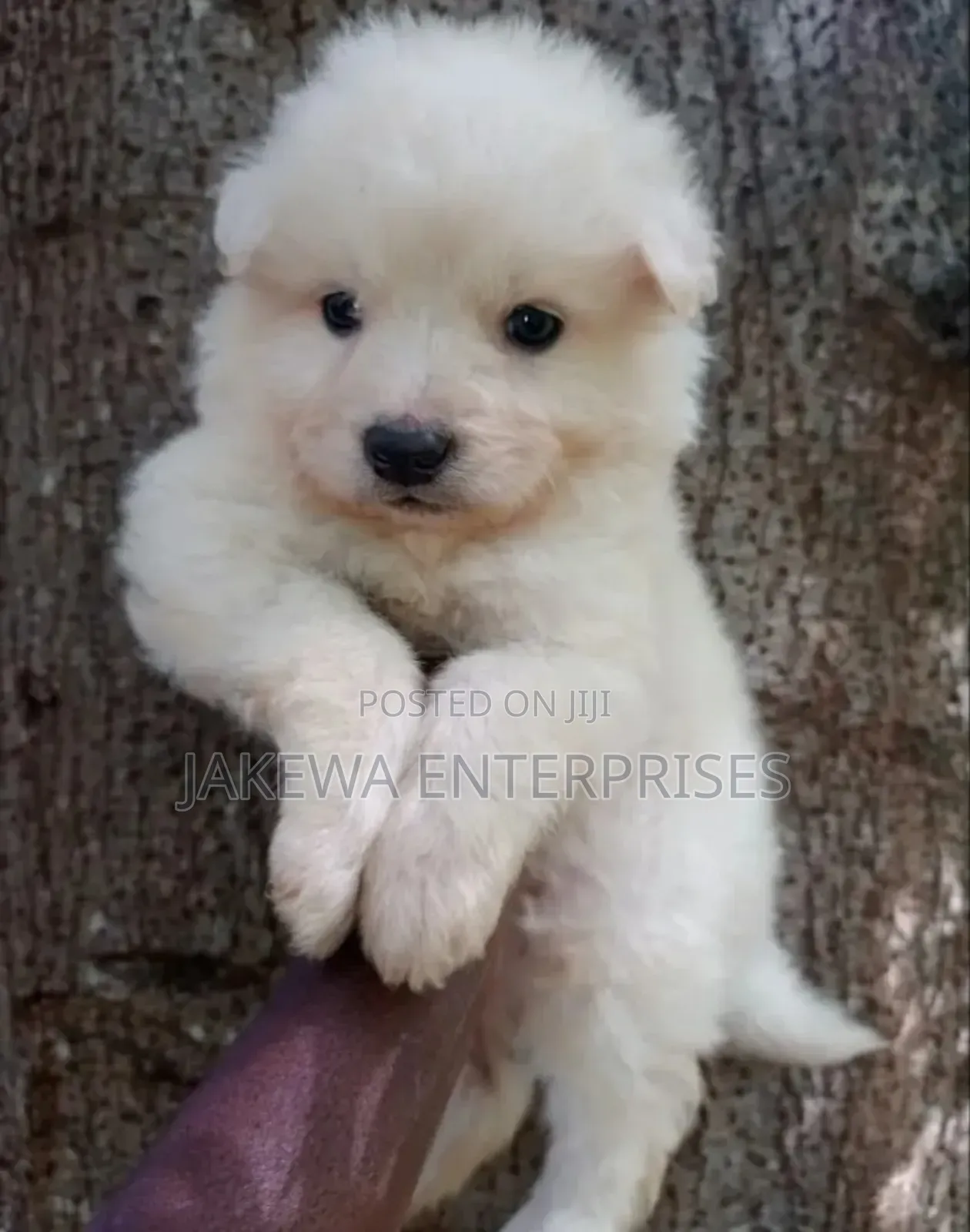 1-3 months Female Purebred Havanese