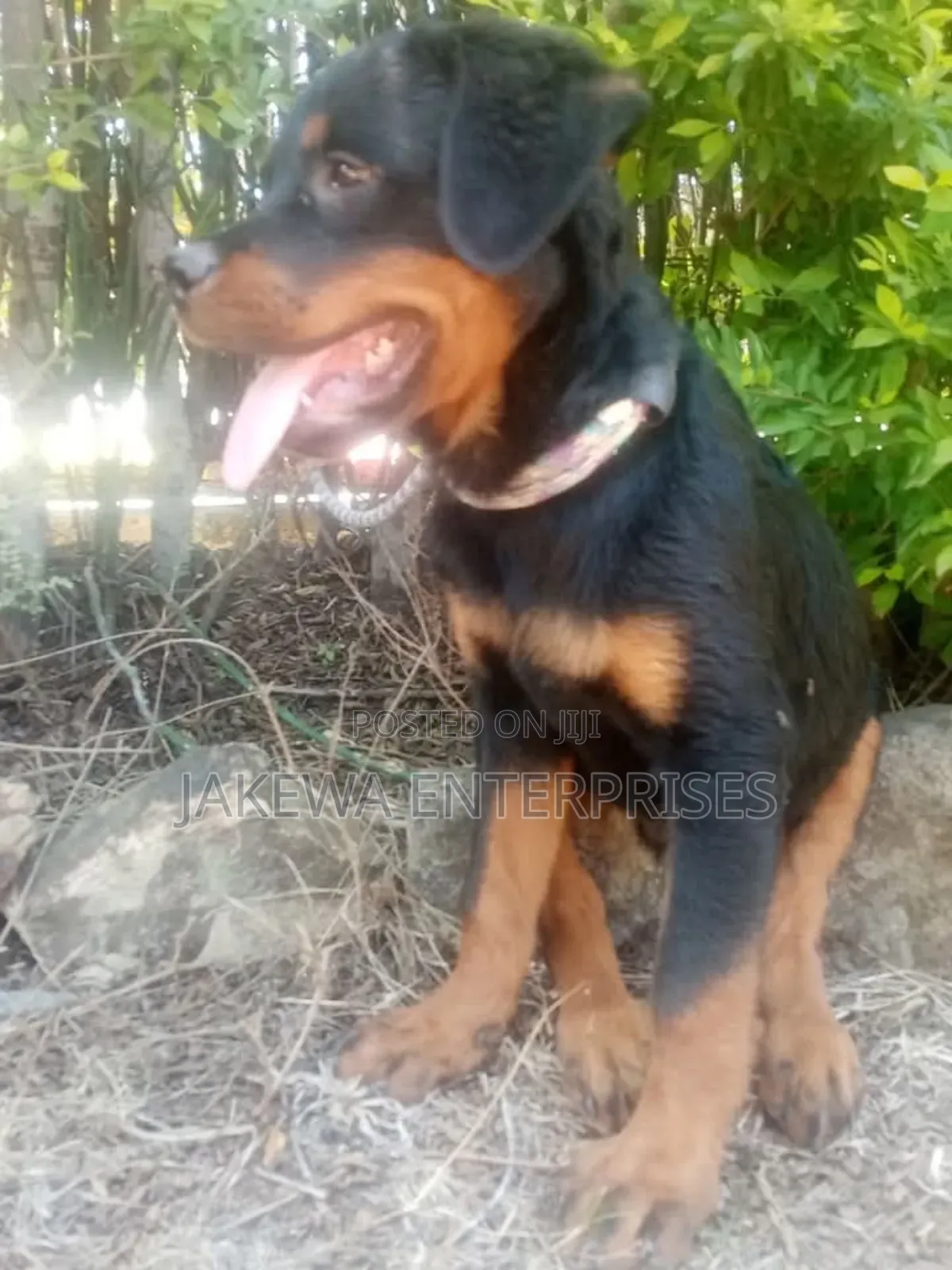 1-3 months Female Purebred Rottweiler