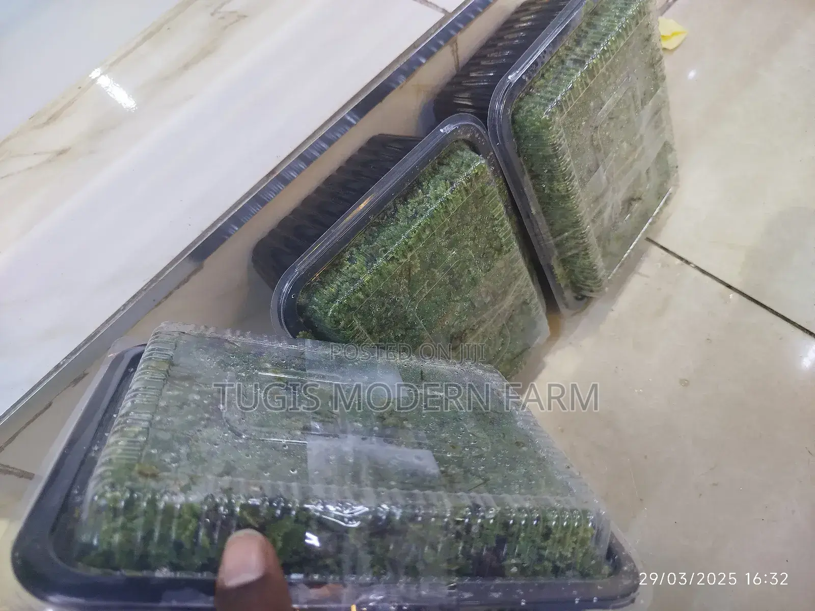 Azolla Seeds - 2000ml