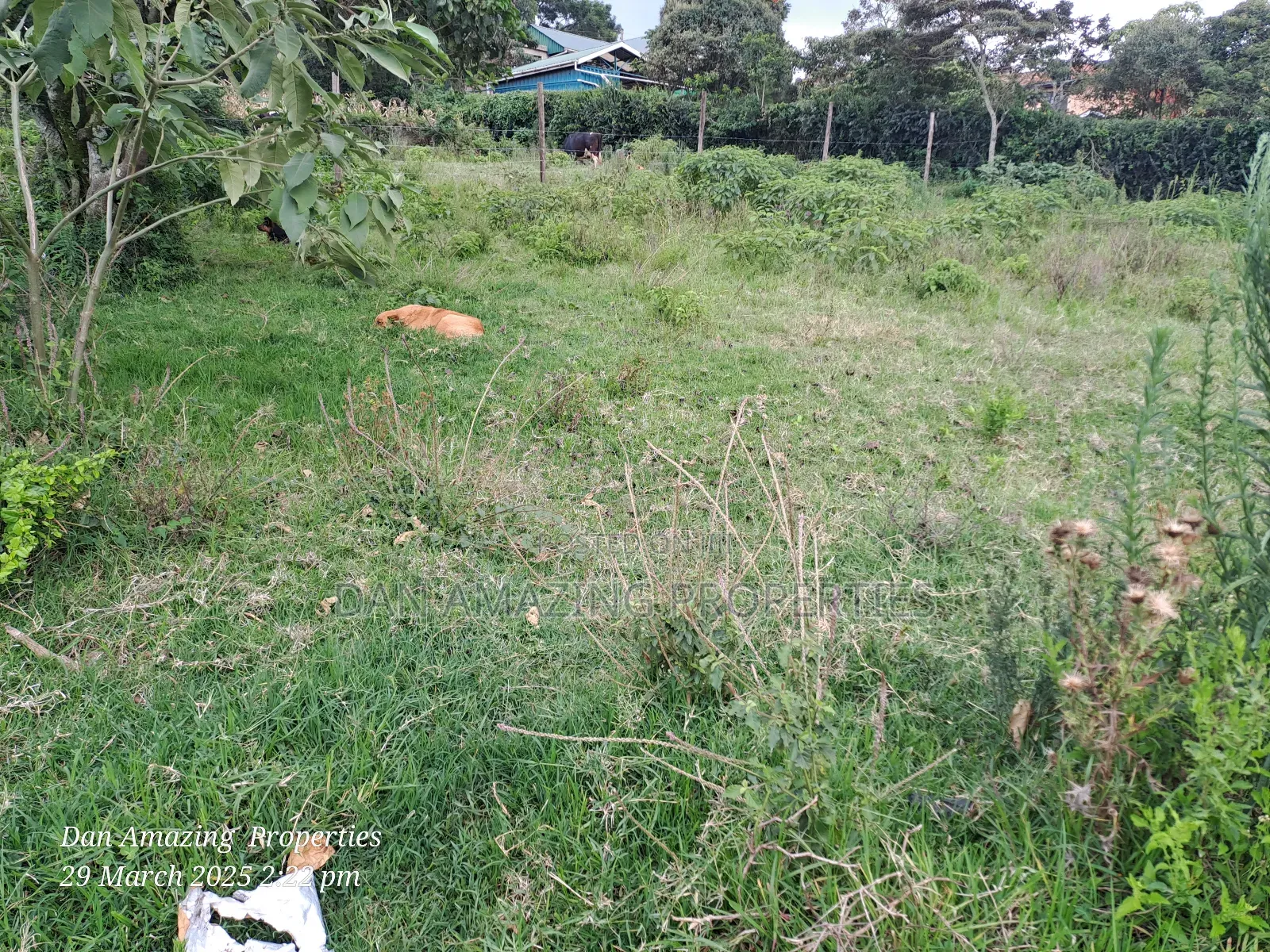 1/4 Acre Ngong Lemiso Road for Sale