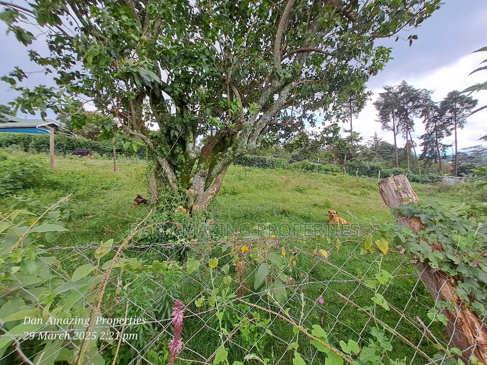 1/4 Acre Ngong Lemiso Road for Sale