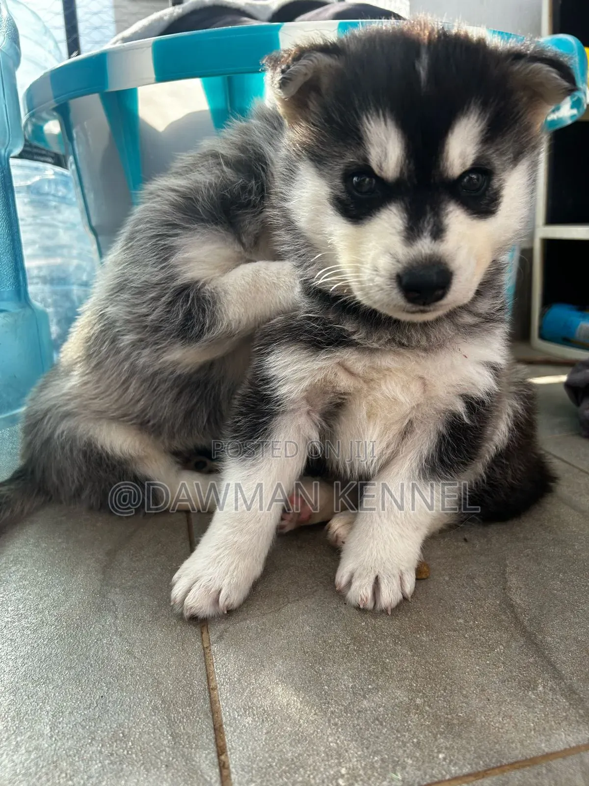 1-3 months Male Purebred Siberian Husky