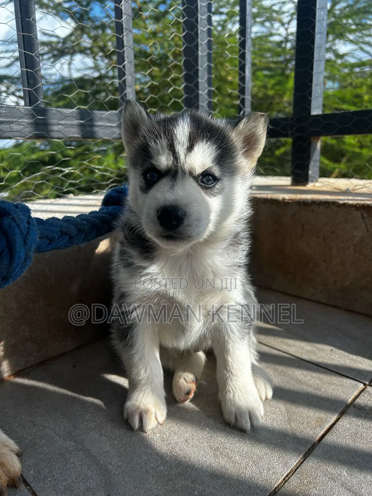 1-3 months Male Purebred Siberian Husky