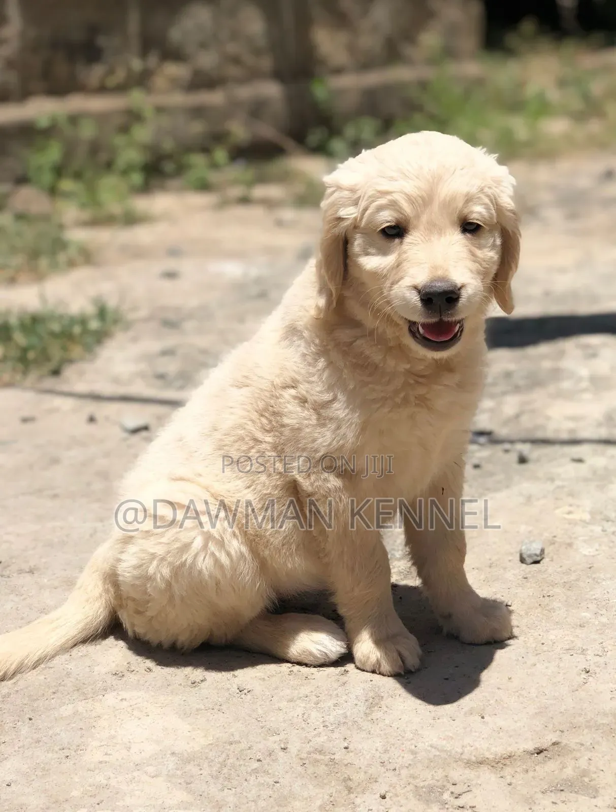 1-3 months Male Purebred Golden Retriever